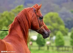PG电子官网-马拉加遗憾失利，争冠希望渐行渐远